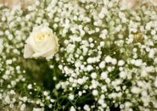 家族葬のマナー